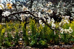梨花无意伴春寒,诗意盎然话时光