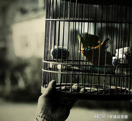 玫瑰囚笼,探寻爱情与自由的边界